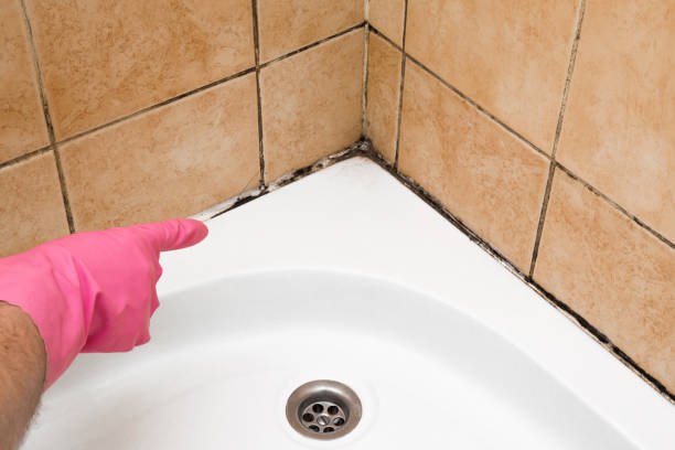 Lake Mack Forest Hills, FL Mold Remediation Company